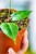 Hoya Paziae  ø10,5 cm-2.jpg