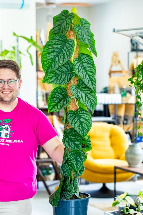 PRE ORDER - Monstera Dubia XXL ø24 cm - h- 100 cm-1.jpg