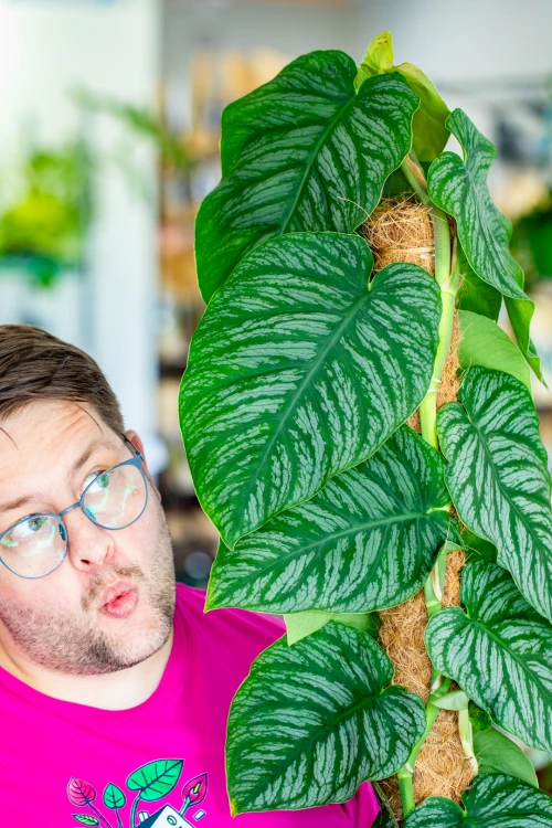 PRE ORDER - Monstera Dubia XXL ø24 cm - h- 100 cm-2.jpg