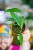 Monstera YAnsuni-1.jpg