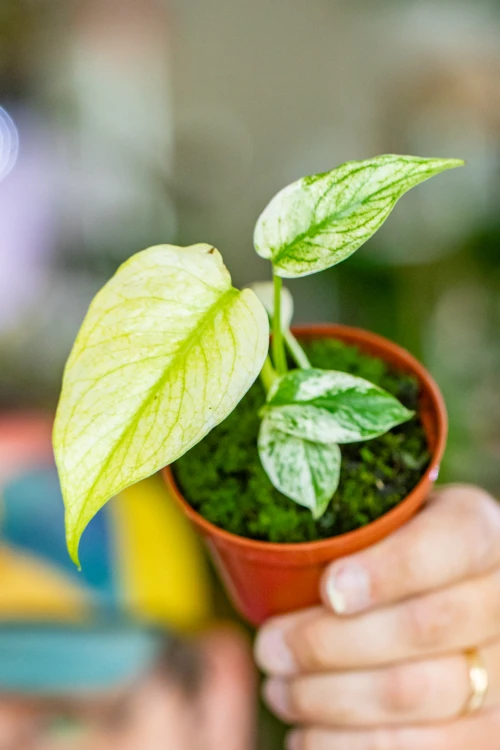 Monstera Mint-4.jpg