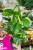 Monstera LEchleriana-3.jpg