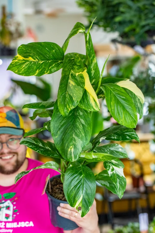 Monstera LEchleriana-3.jpg