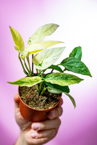 Monstera Laniata Mint 2-1.jpg