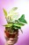 Monstera Laniata Mint 2-1.jpg