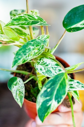 Philodendron Emerald Queen ø10,5 cm - ↑25 cm-2.jpg