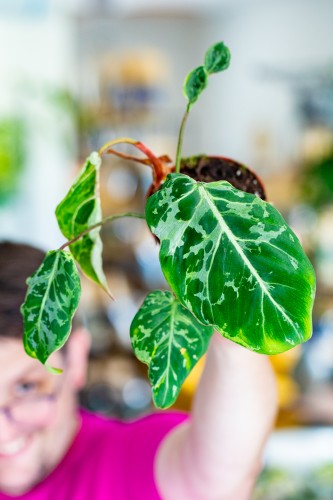 Philodendron Gloriosum Snow Leopard ø10,5 cm - ↑15 cm-1.jpg