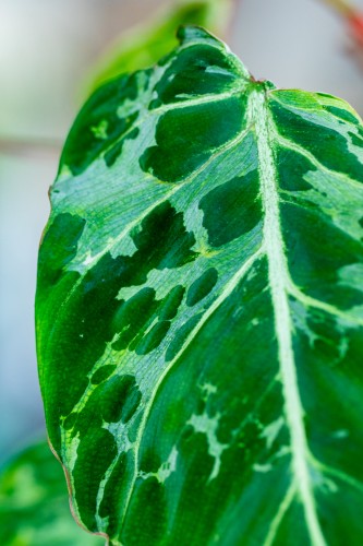 Philodendron Gloriosum Snow Leopard ø10,5 cm - ↑15 cm-2.jpg