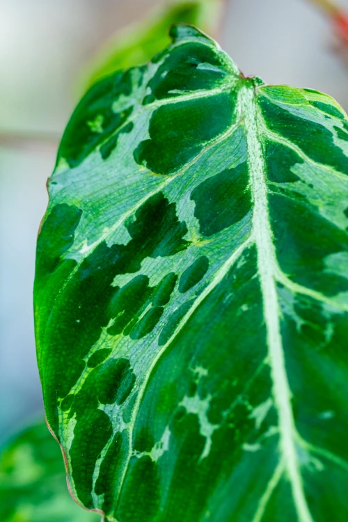 Philodendron Gloriosum Snow Leopard ø10,5 cm - ↑15 cm-2.jpg