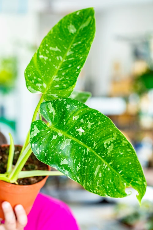 Philodendron Jose Buono ø15 cm - ↑40 cm-2.jpg