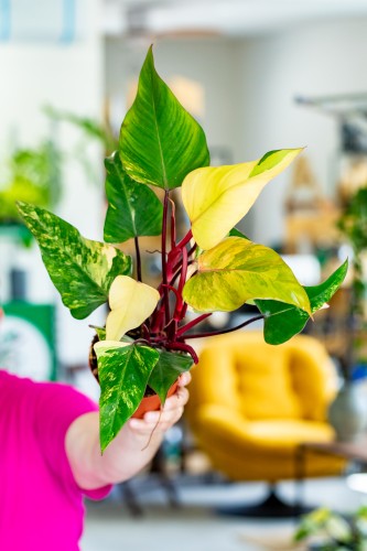 Philodendron Strawberry Shake ø14 cm - ↑40 cm-3.jpg