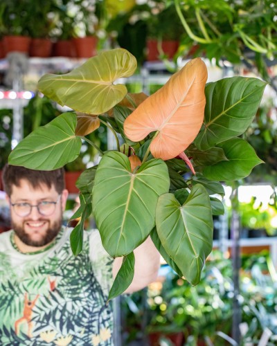 Philodendron Summer Glory ø14 cm-7.jpg