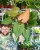 Philodendron Summer Glory ø14 cm-7.jpg