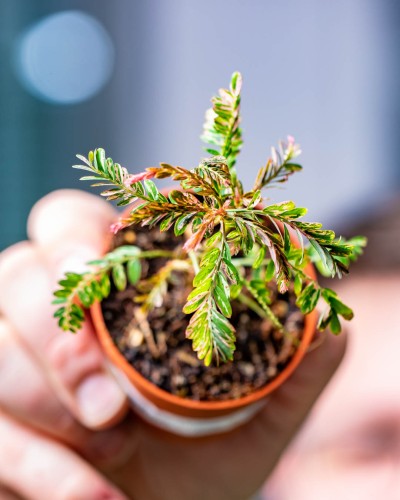 Phyllanthus Urinaria Variegata-1.jpg