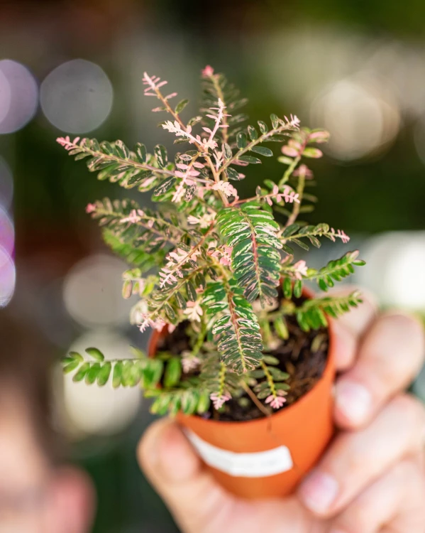 Phyllanthus Urinaria Variegata-1 (1).jpg
