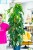 PRE ORDER - Epipremnum Pinnatum Variegata ø24 cm-1.jpg