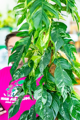 PRE ORDER - Epipremnum Pinnatum Variegata ø24 cm-2.jpg