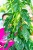 PRE ORDER - Epipremnum Pinnatum Variegata ø24 cm-2.jpg