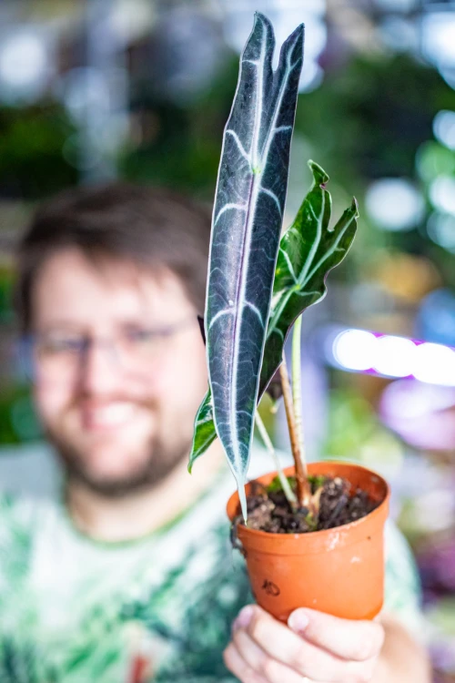 Alocasia Longiloba Purple-3.jpg