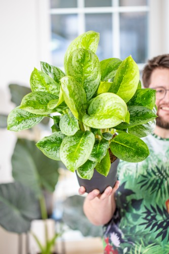 Aglaonema Lemon Mint-1.jpg