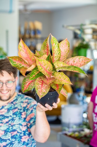 Aglaonema Tango Pink ø19 cm - ↑45 cm-1.jpg
