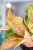 Aglaonema Tango Pink ø19 cm - ↑45 cm-2.jpg