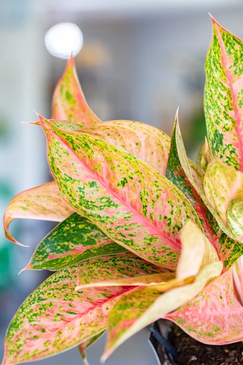 Aglaonema Tango Pink ø19 cm - ↑45 cm-2.jpg