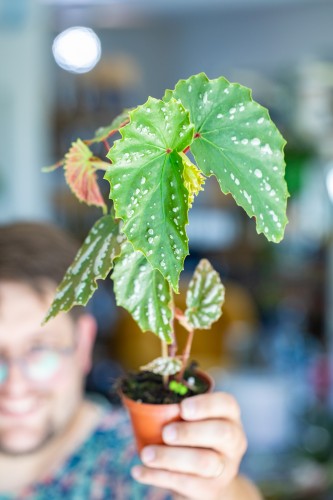 Begonia Sp Sumatra ø8 cm - ↑12 cm-2.jpg