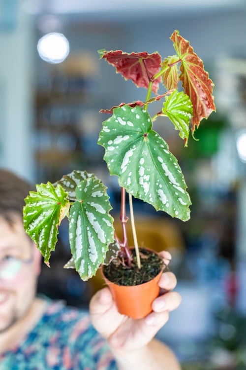 Begonia Sp Sumatra ø8 cm - ↑12 cm-4.jpg