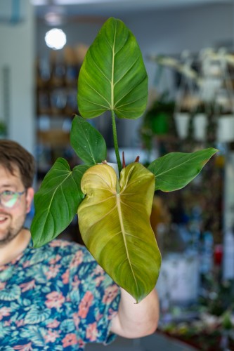Philodendron Summer Glory  ø14 cm - ↑30 cm-1.jpg