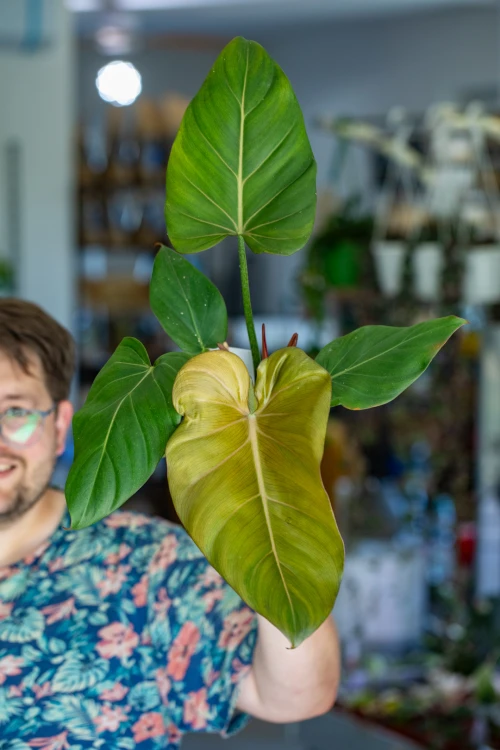 Philodendron Summer Glory  ø14 cm - ↑30 cm-1.jpg