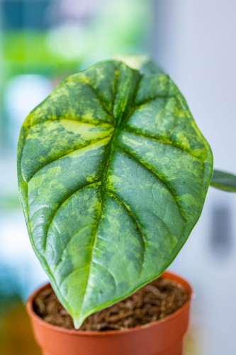 Alocasia Silver Dragon Variegata-6.jpg
