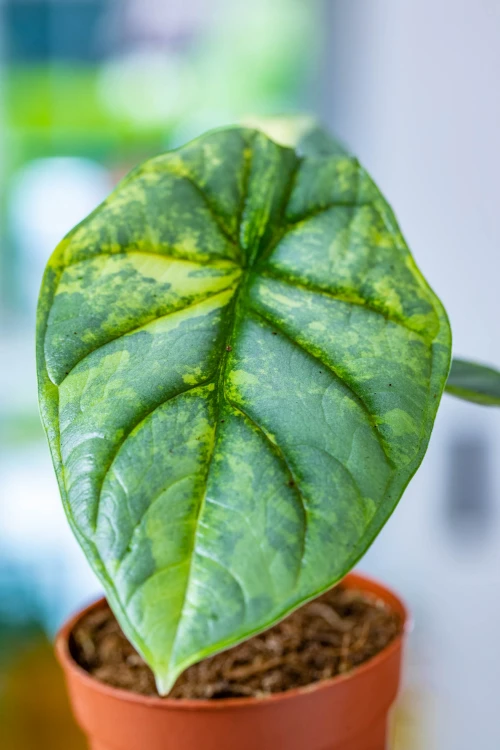Alocasia Silver Dragon Variegata-6.jpg