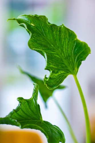 Alocasia Triangularis-2.jpg
