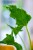 Alocasia Triangularis-2.jpg
