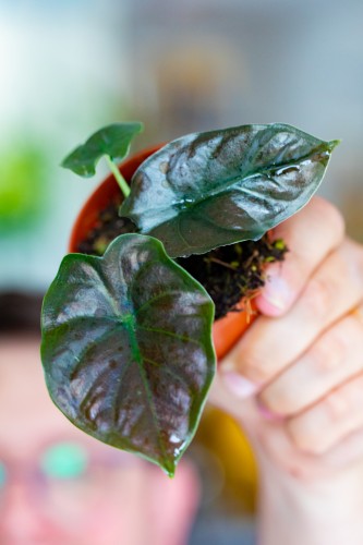 Alocasia Infernalis Black Magic ø8 cm - ↑12 cm-4.jpg