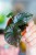 Alocasia Infernalis Black Magic ø8 cm - ↑12 cm-4.jpg