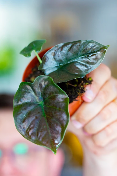 Alocasia Infernalis Black Magic ø8 cm - ↑12 cm-4.jpg