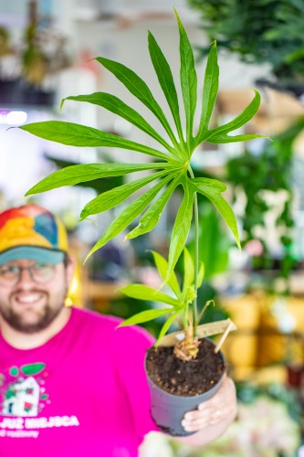 Anthurium Pedatoradiatum-3.jpg