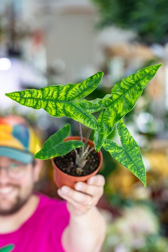 Alocasia Reticulata-3.jpg