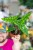 Alocasia Reticulata-3.jpg