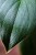 Homalomena Rugosum Dark-2.jpg