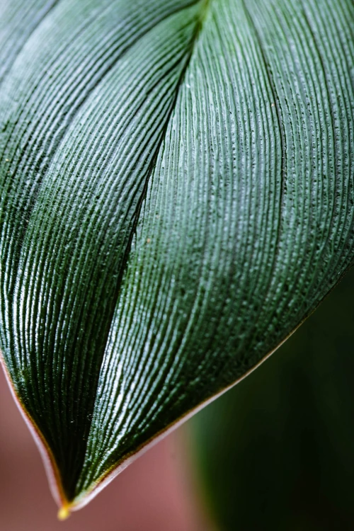 Homalomena Rugosum Dark-2.jpg