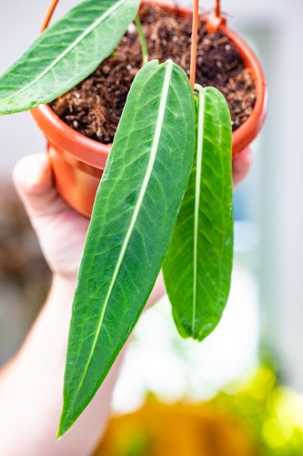 Anthurium Pallidiflorum ø14 cm-2.jpg