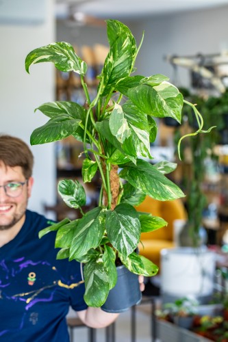 Monstera Lechleriana Variegata-2.jpg