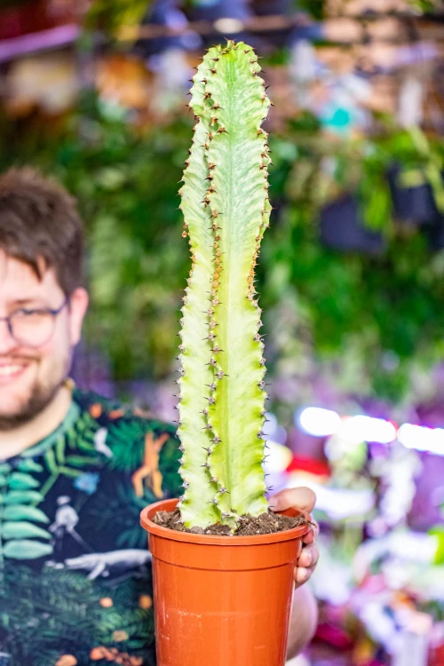Euphorbia Ingens Marmorata-1.jpg