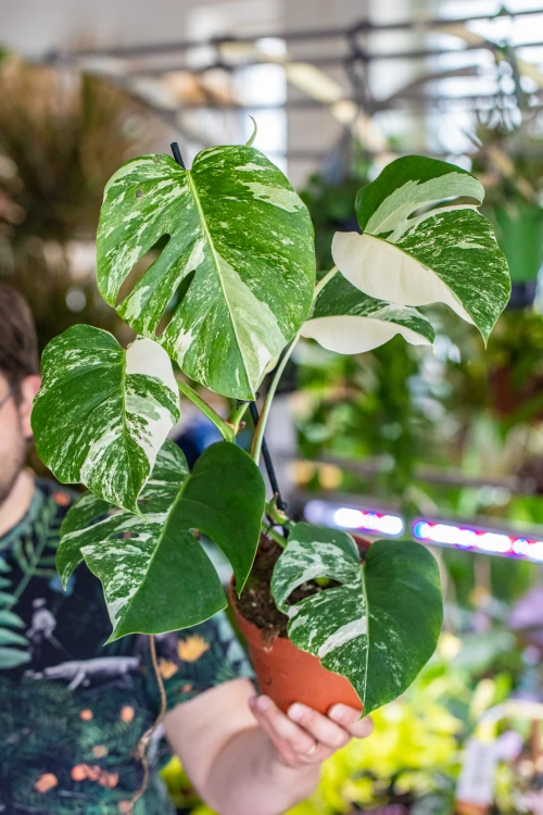 Monstera Deliciosa Variegata-5.jpg
