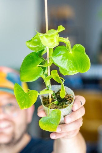 Philodendron Grazielae ø7 cm - ↑16 cm-1.jpg