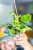 Philodendron Grazielae ø7 cm - ↑16 cm-3.jpg