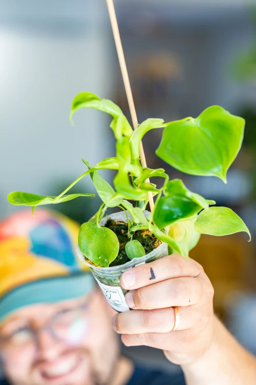 Philodendron Grazielae ø7 cm - ↑16 cm-3.jpg